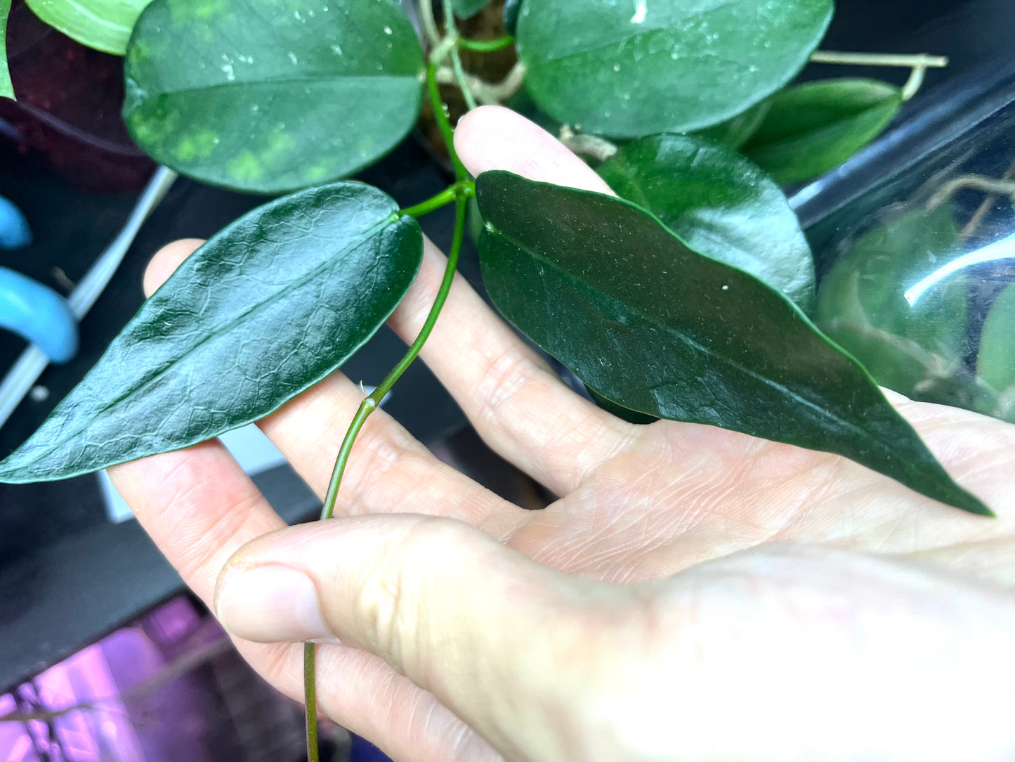 Hoya png sv 441 aff onychoides - fresh cut - 1 node - unrooted