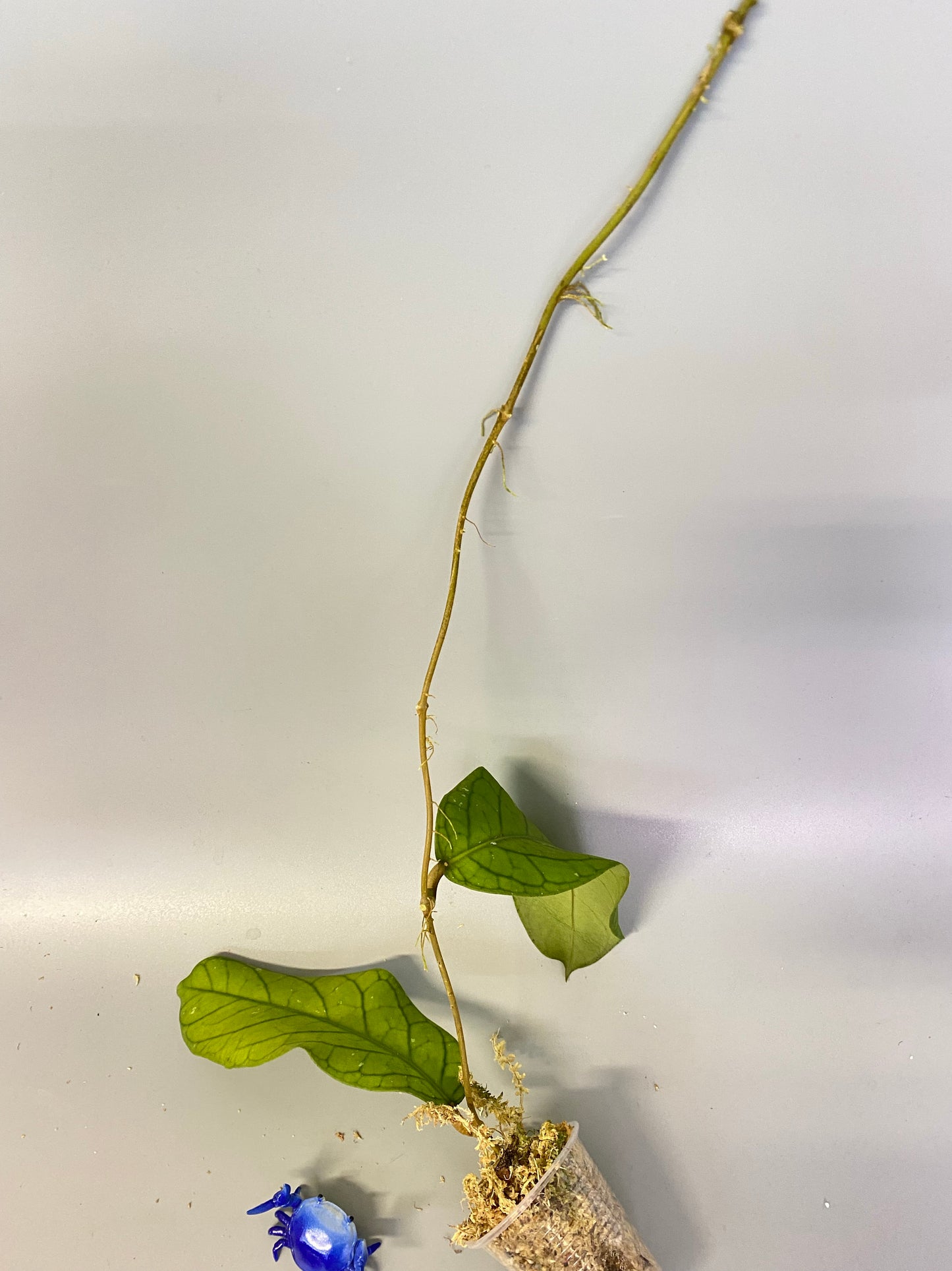 Reserved for Mildred - Hoya meredithii - just starting to root