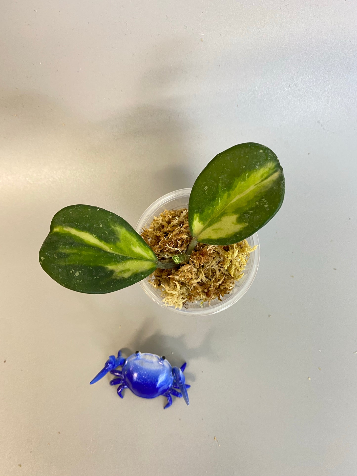 Hoya obovata variegated - Unrooted