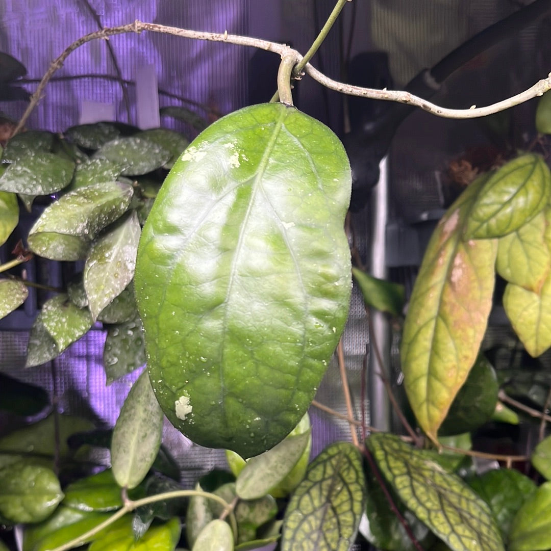 Hoya luckii  - vitellina pink x unknown - Unrooted