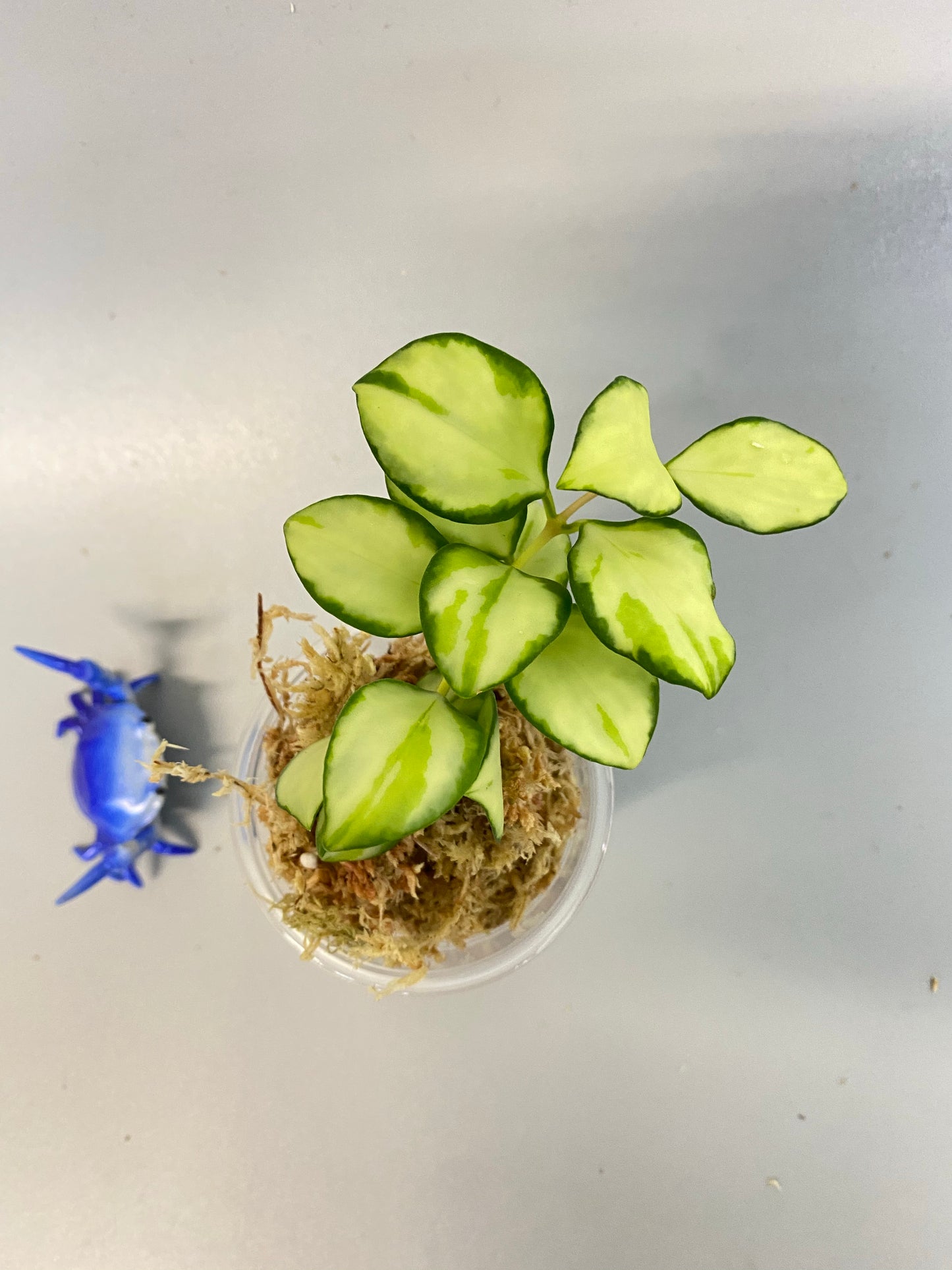 Hoya heuschkeliana variegated - starting to root