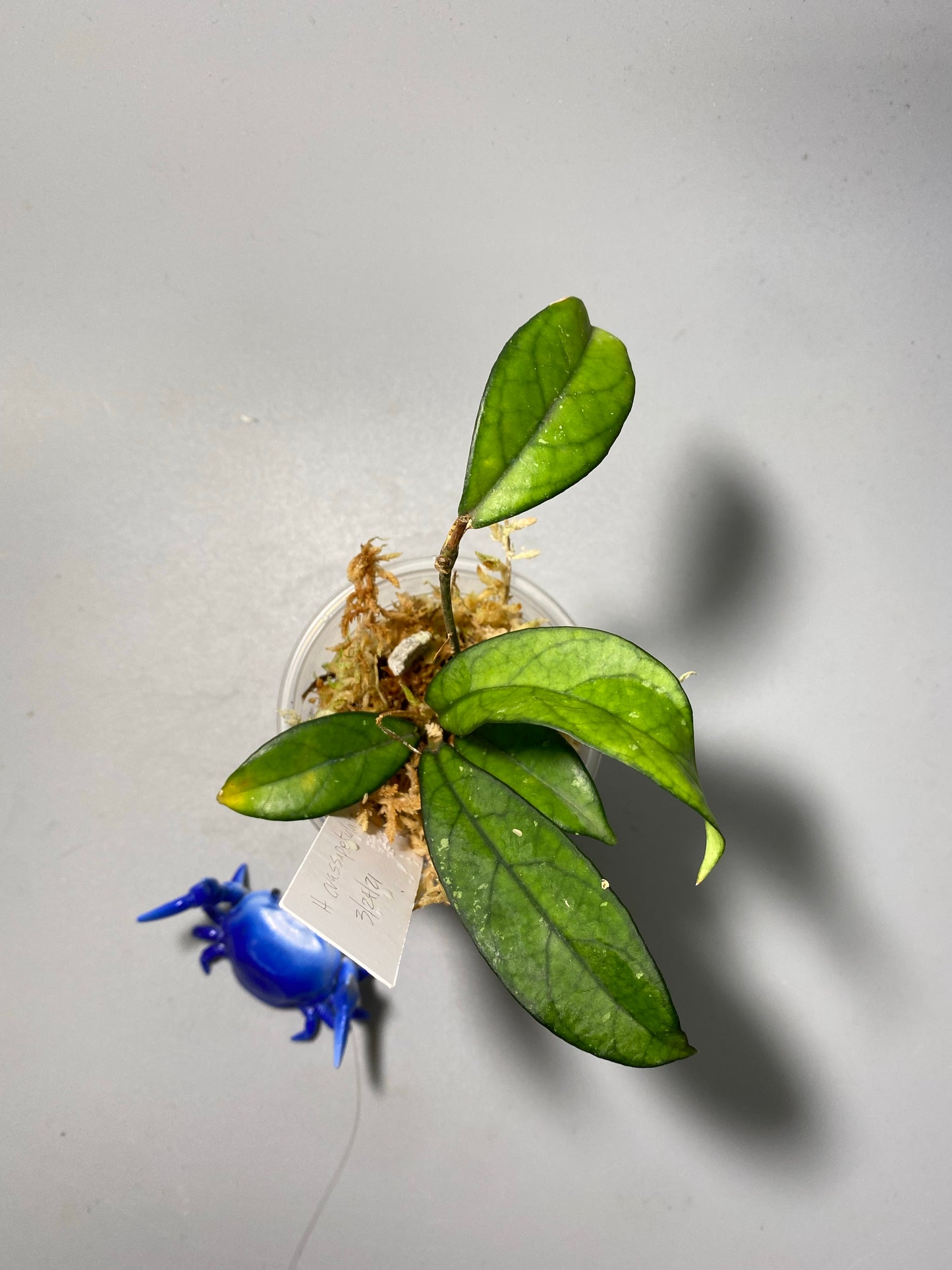 Hoya crassipetiolata - has some roots