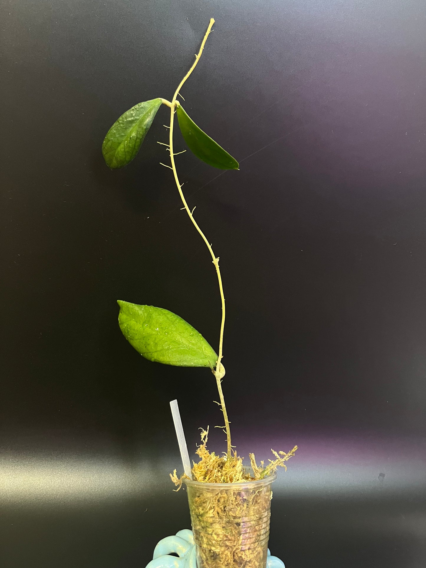 Hoya forbesii sabah - starting to root