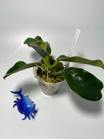 Hoya globulosa / villosa - rooted