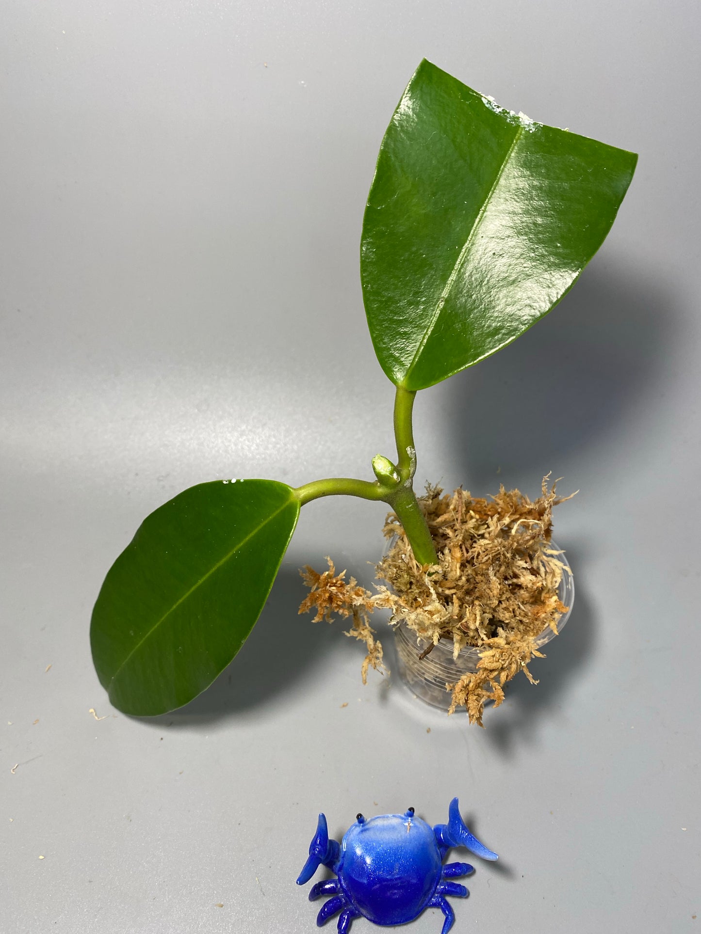 Hoya imperialis white - Unrooted