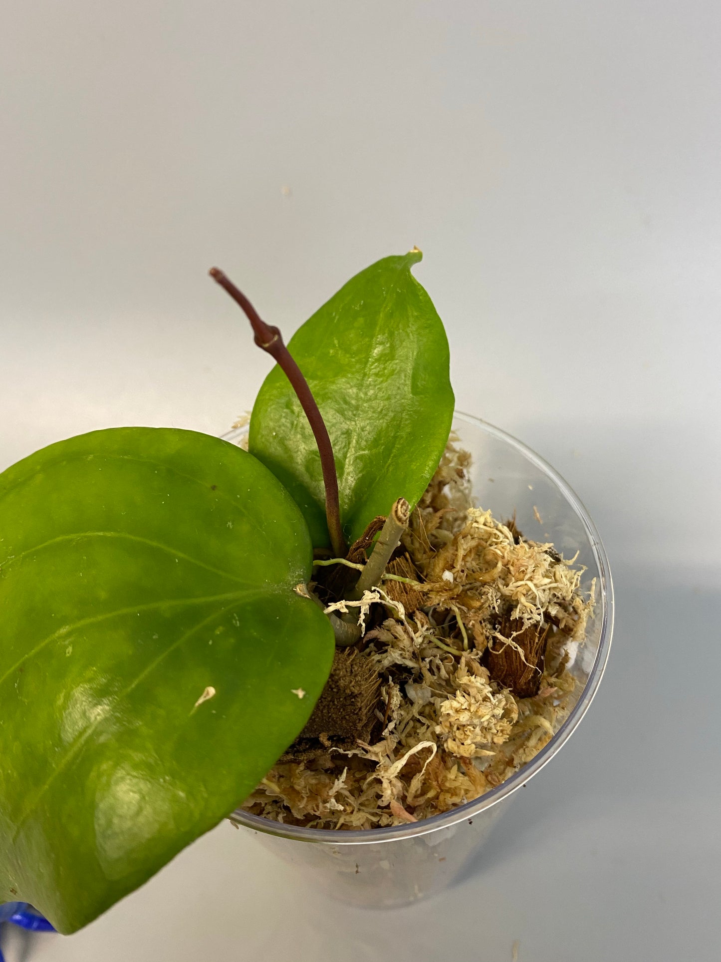 Hoya pentaphlebia - active growth