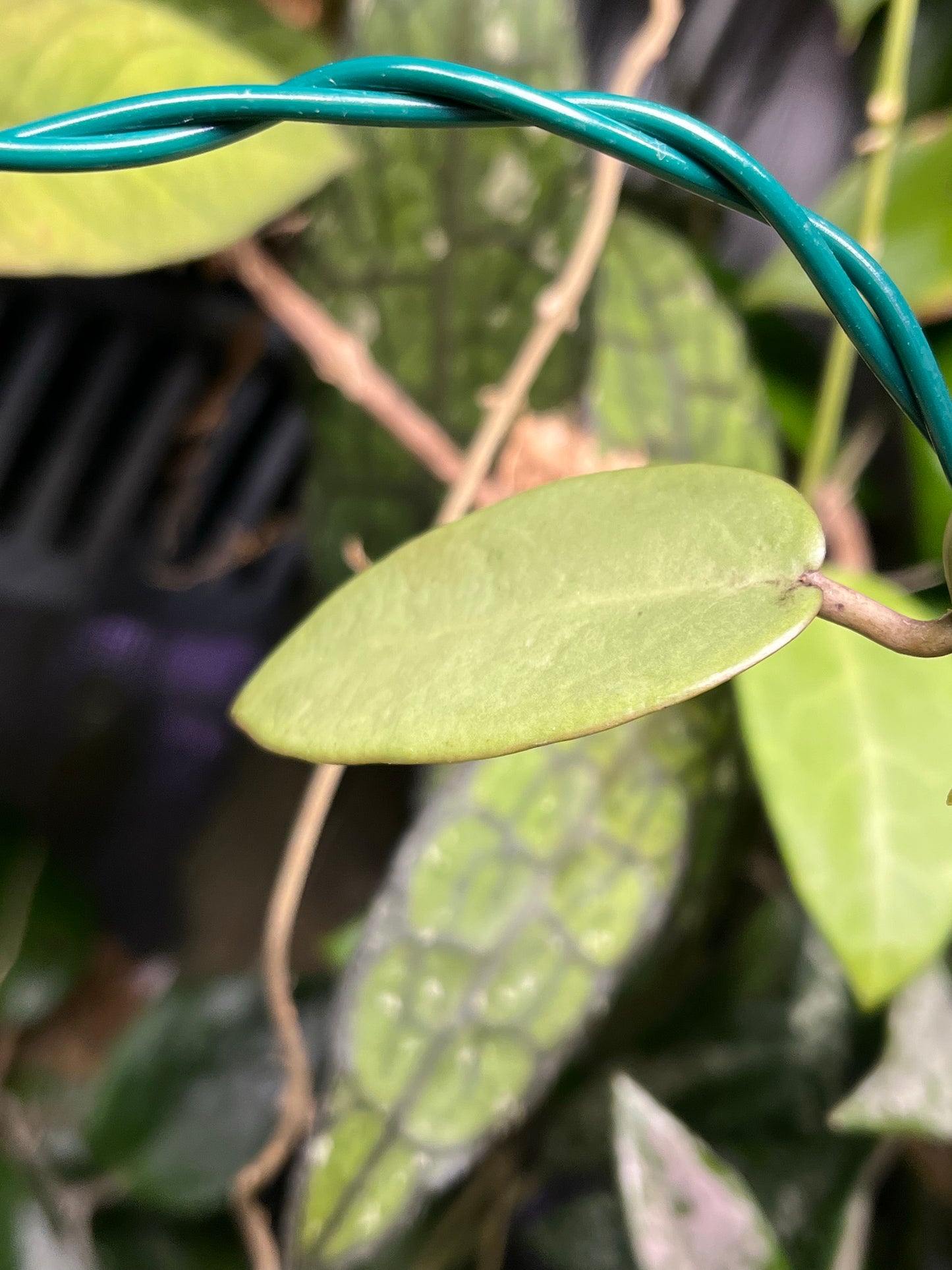 Hoya silver dollar - fresh cutting 1 node - Unrooted