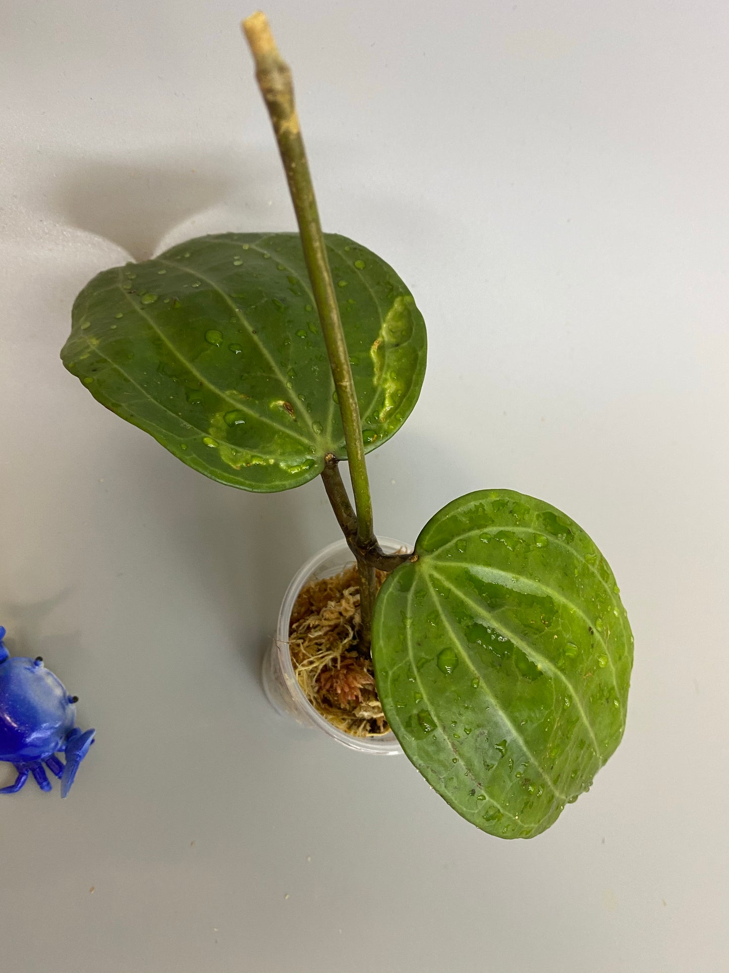 Hoya Latifolia - large leaf hoya - has some roots.