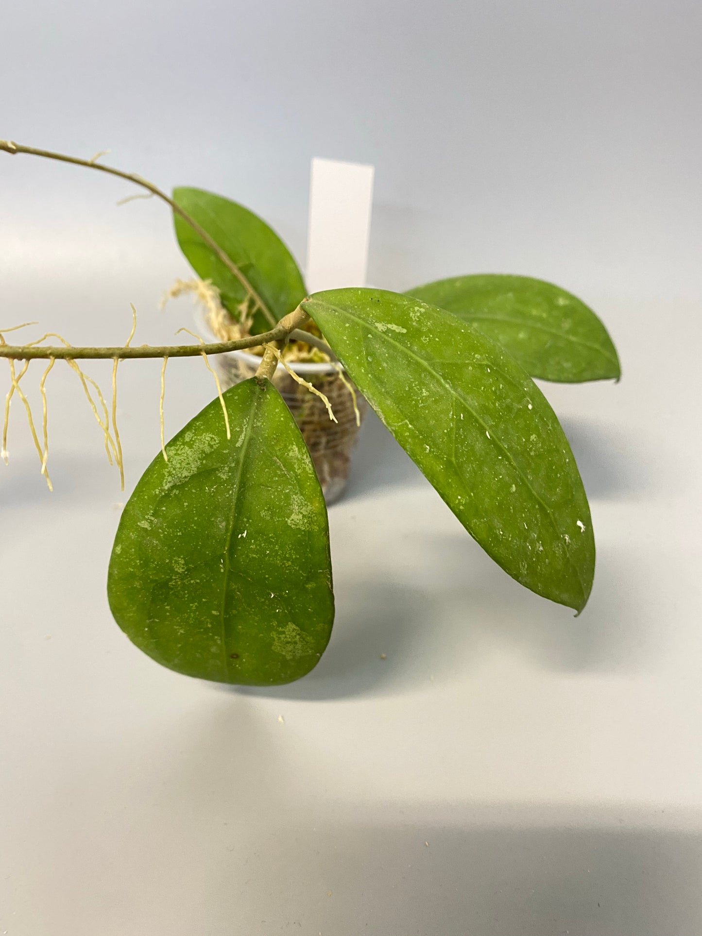 Hoya erythrostemma - pink corona - starting to root