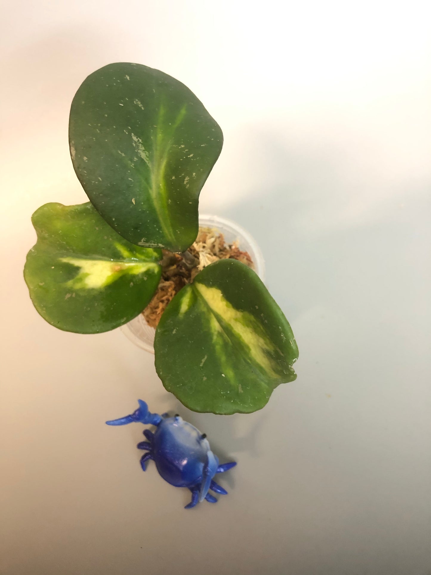 Hoya obovata variegated - growth point forming