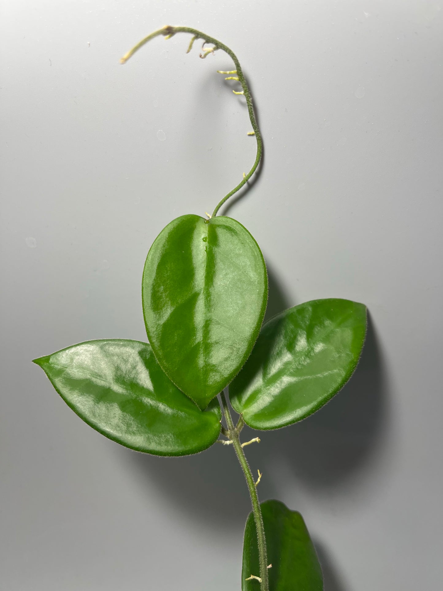 Hoya vangviengiensis - starting to vine.