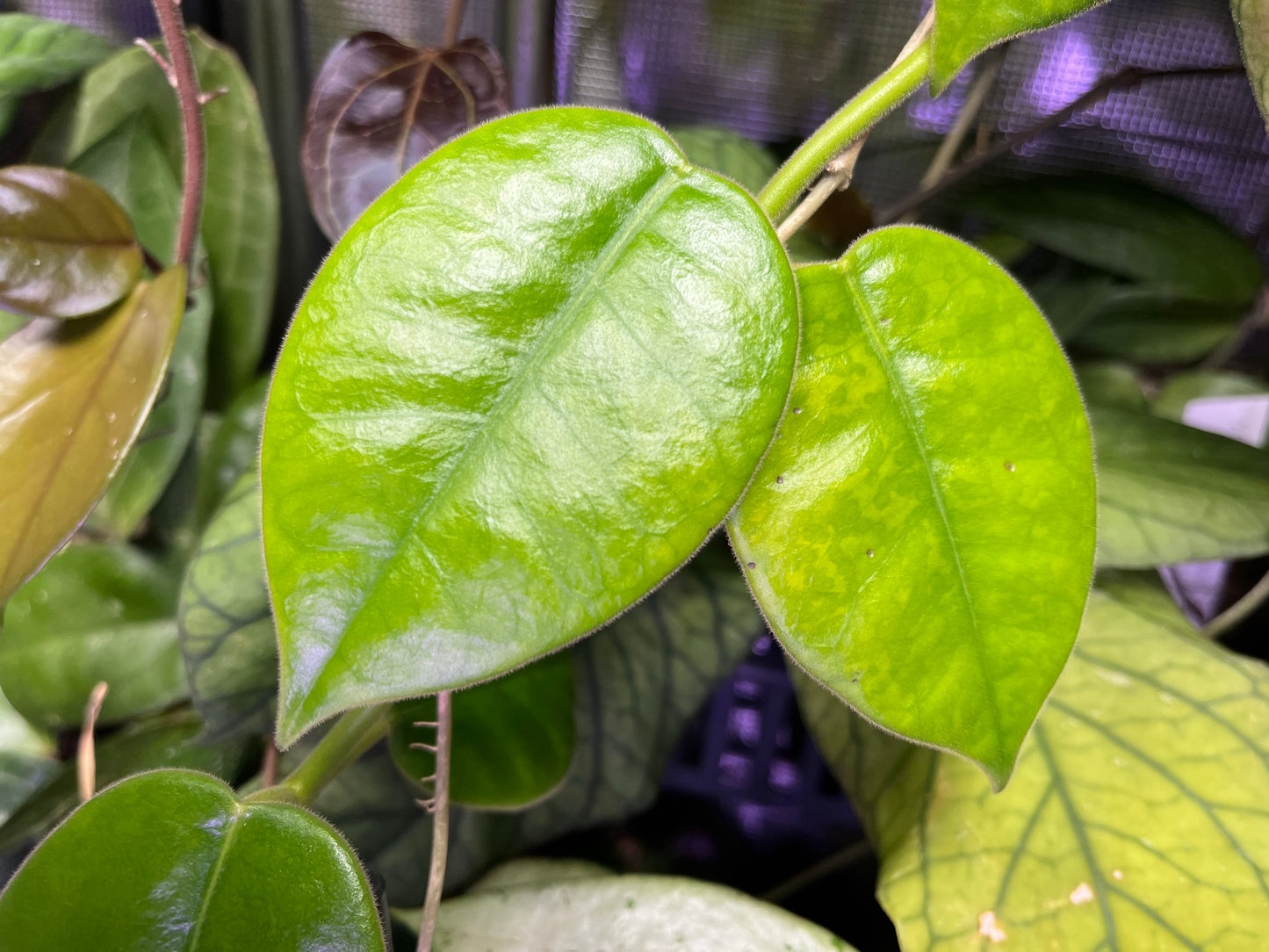 Hoya gigas - has large flowers fresh cutting 1 node - Unrooted