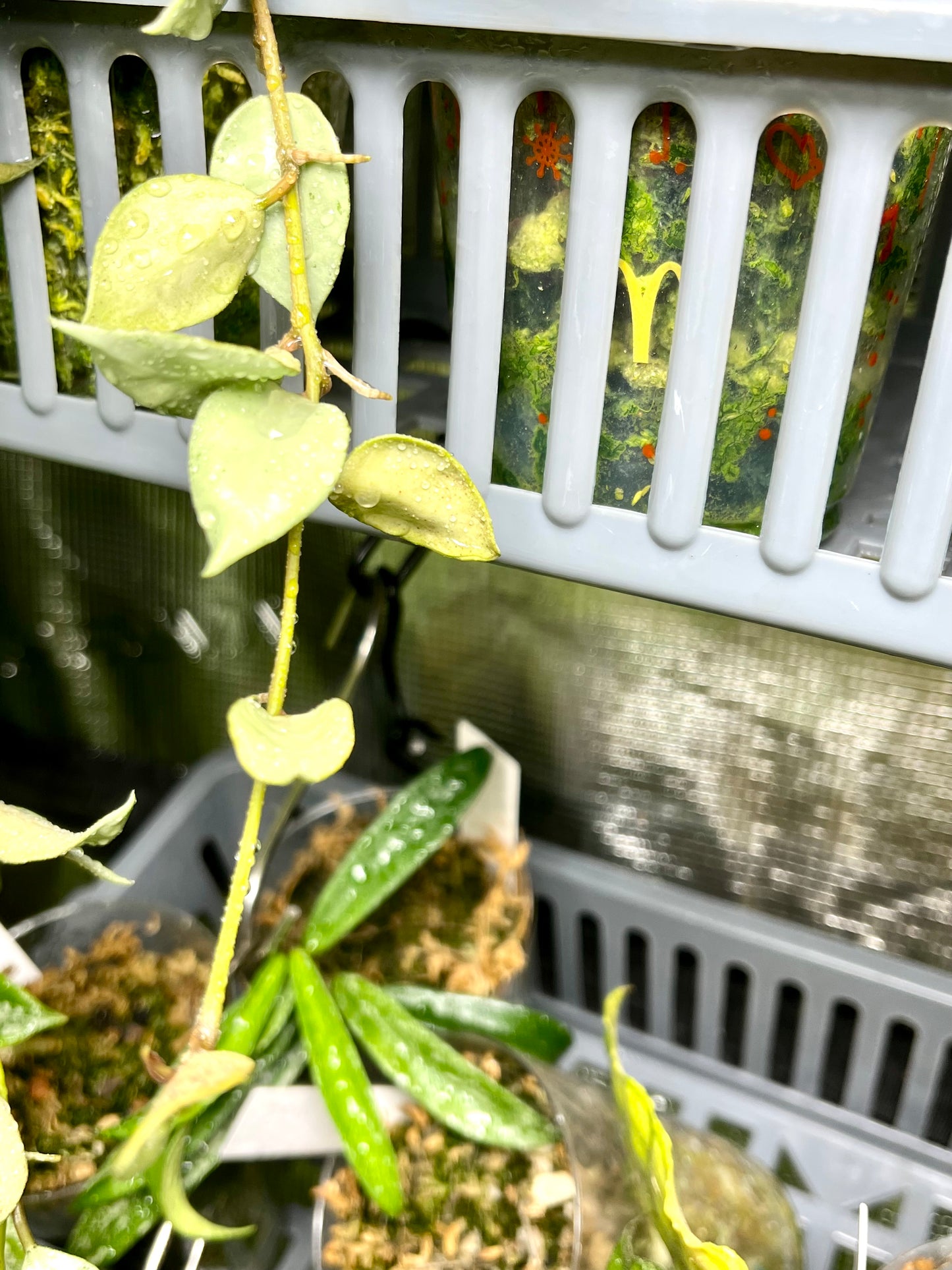 Hoya Louisa silver - fresh cut - 4+ nodes - Unrooted