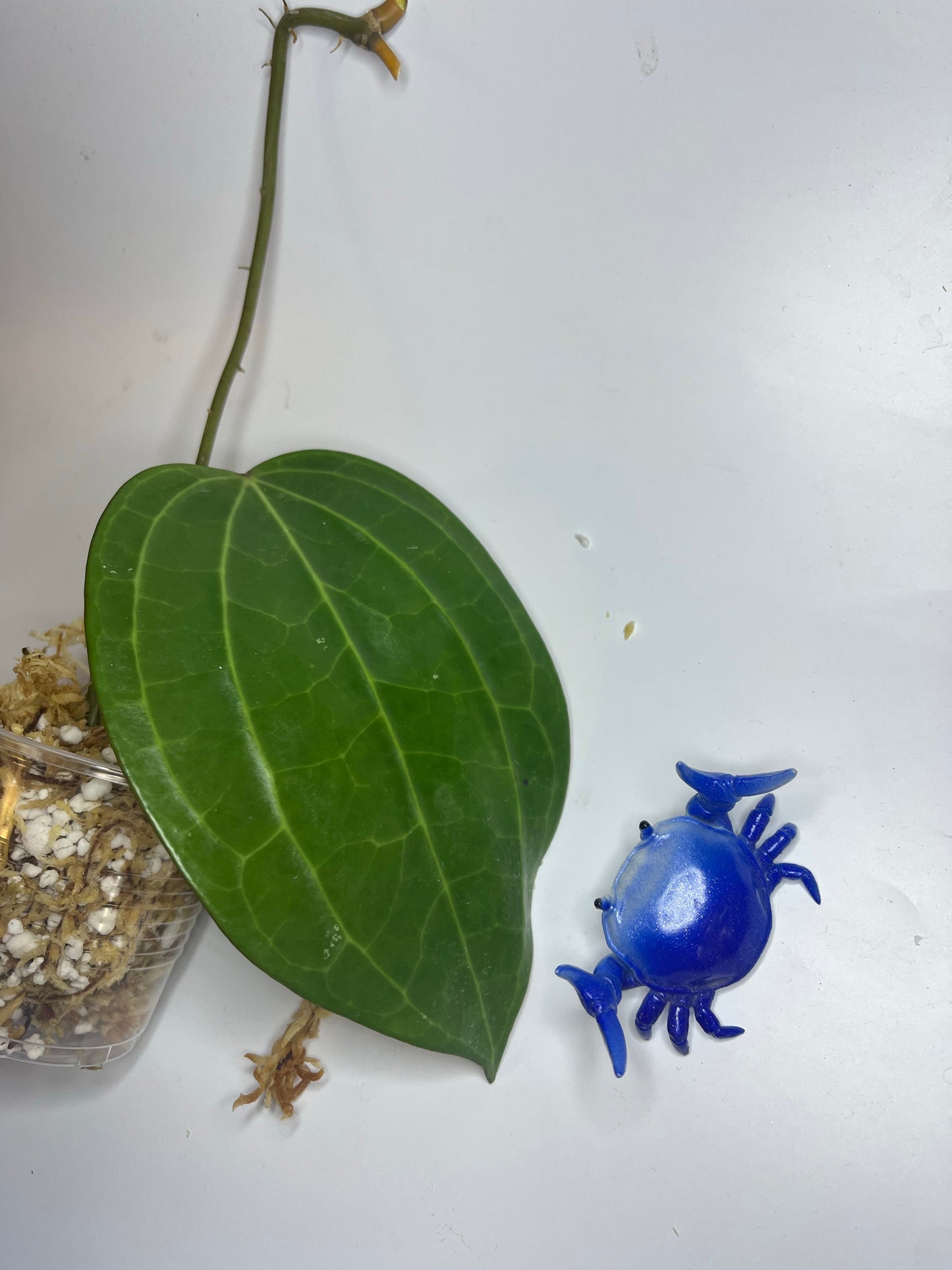 Hoya Latifolia dinner plate - Unrooted