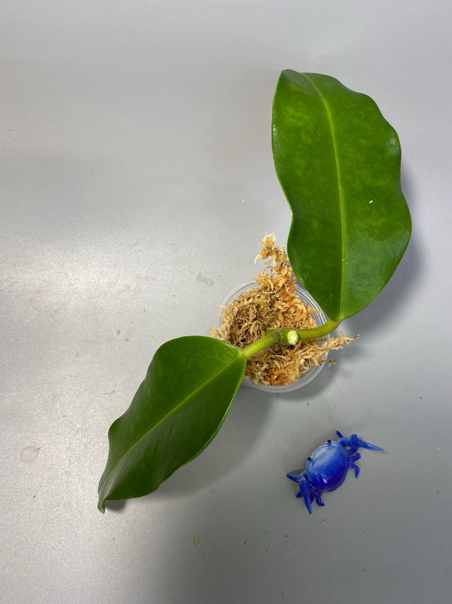 Hoya imperialis white - Unrooted