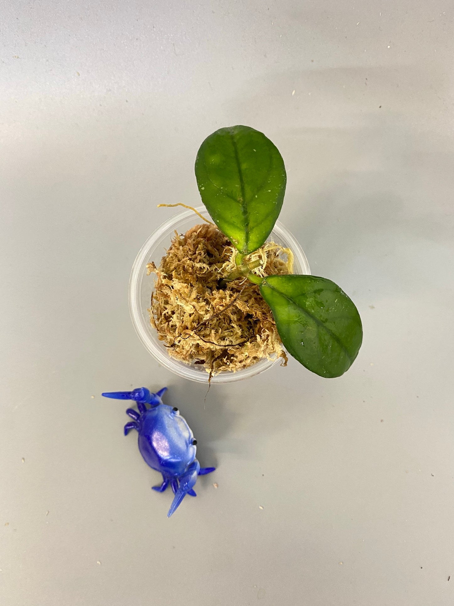 Hoya hainanensis - just starting to root.