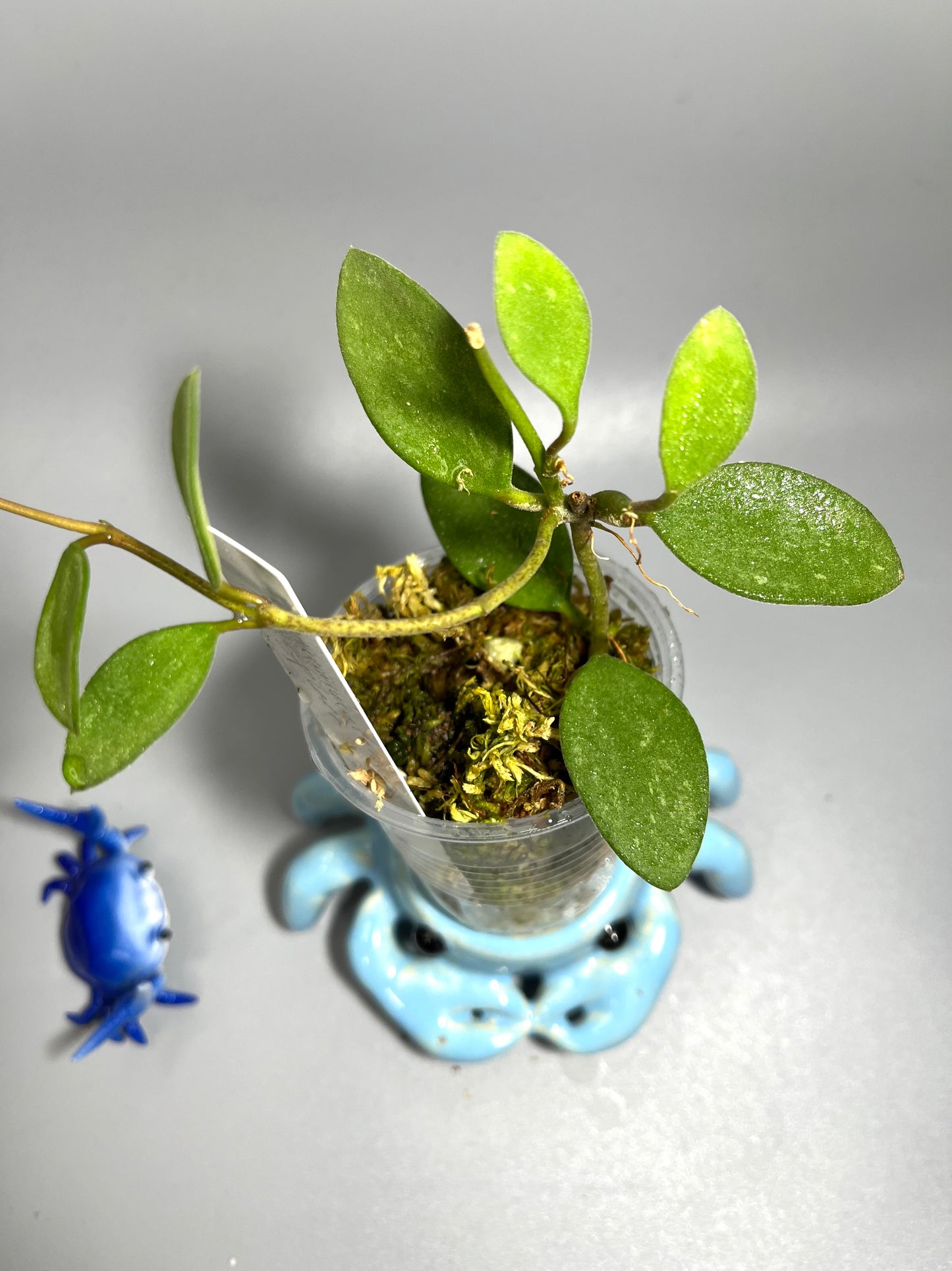 Hoya nummularoides with some splash  - has some roots