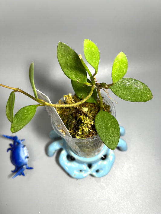 Hoya nummularoides with some splash  - has some roots