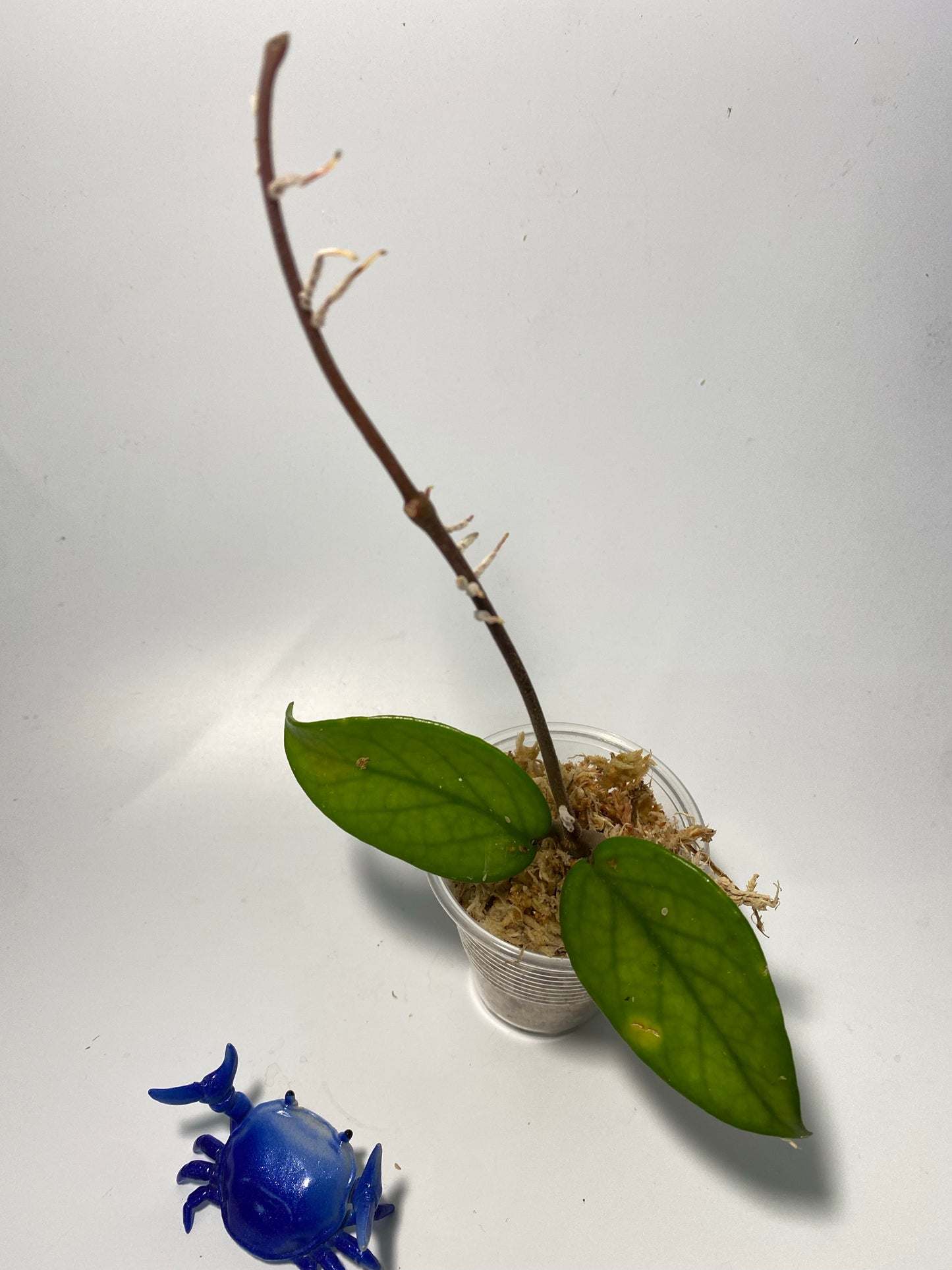 Hoya carnosa wat doi tung - unrooted