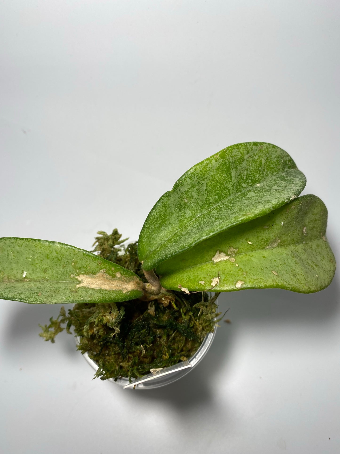 Hoya carnosa grey ghost - has some roots