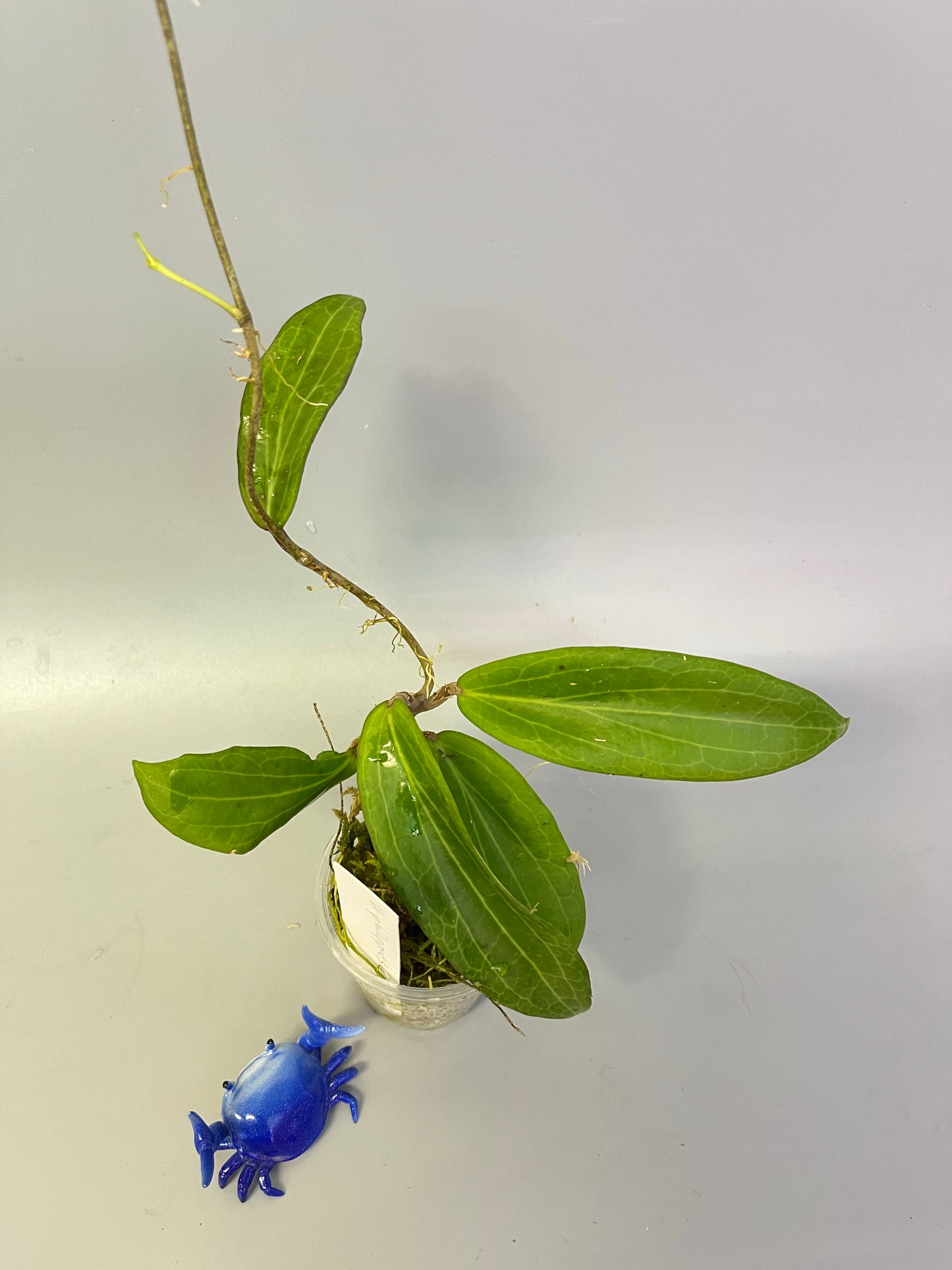 Hoya sp Philippines - has roots