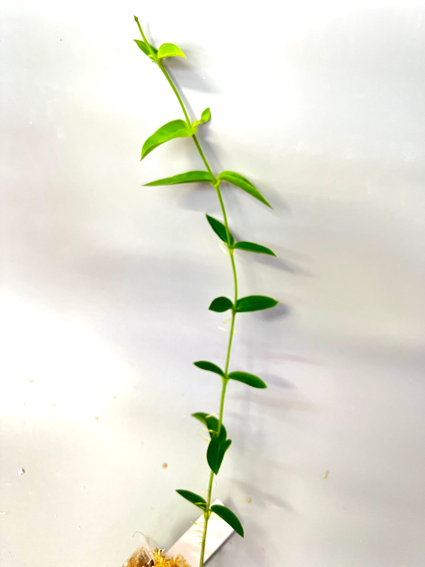 Hoya densifolia - Unrooted