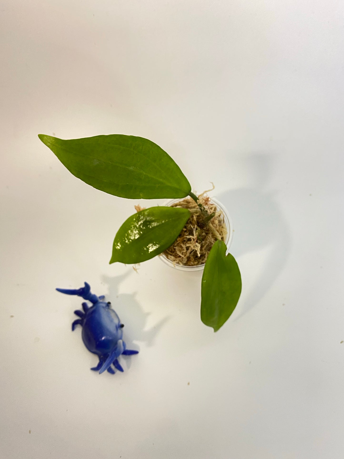 Hoya neo-ebudica - starting to root