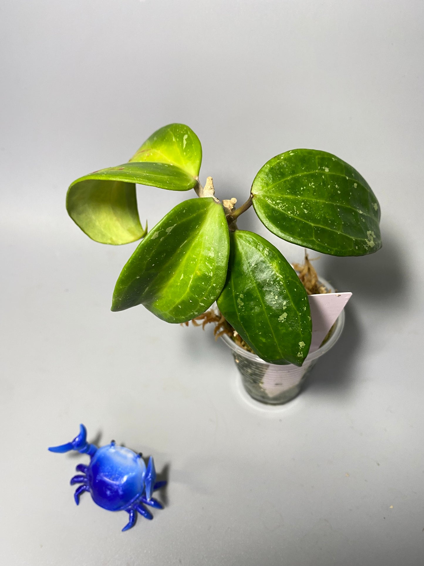 Hoya macrophylla baibua - active growth