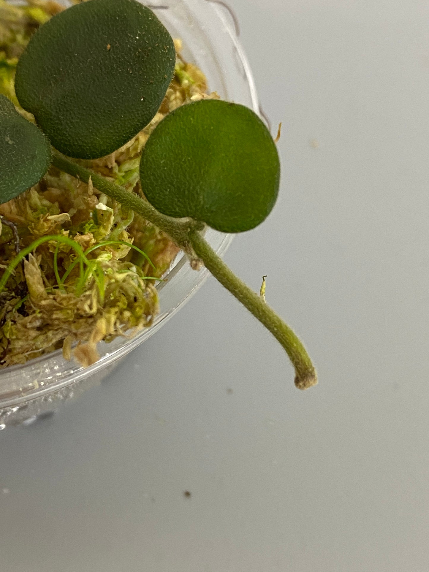 Hoya serpens with new growth