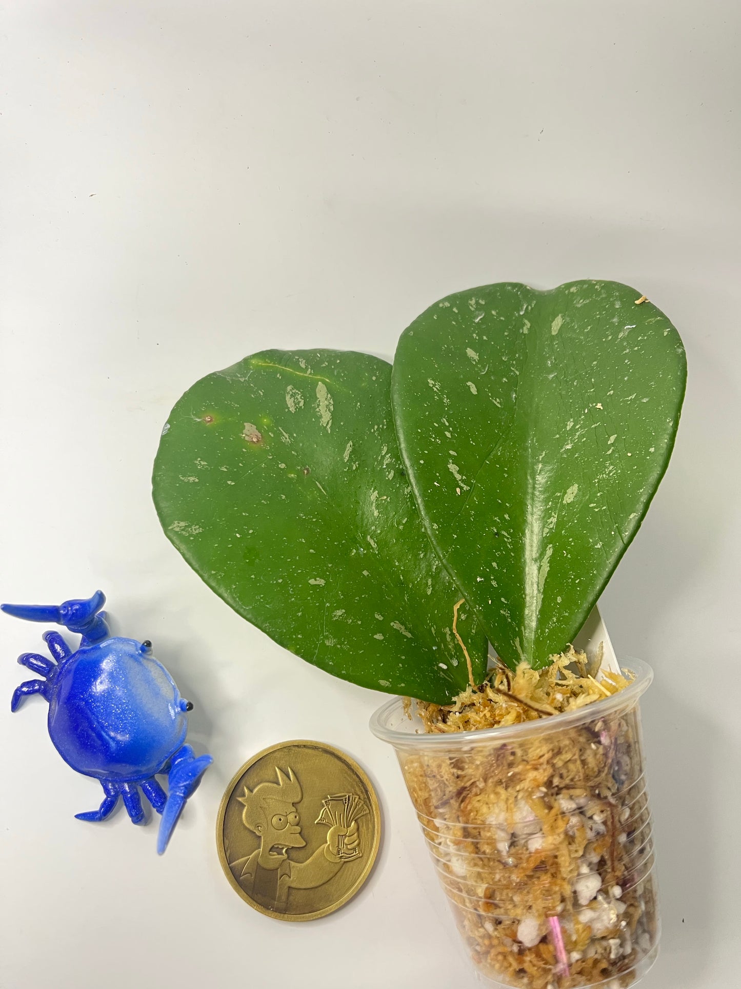 Hoya sp Chiang dao - Unrooted