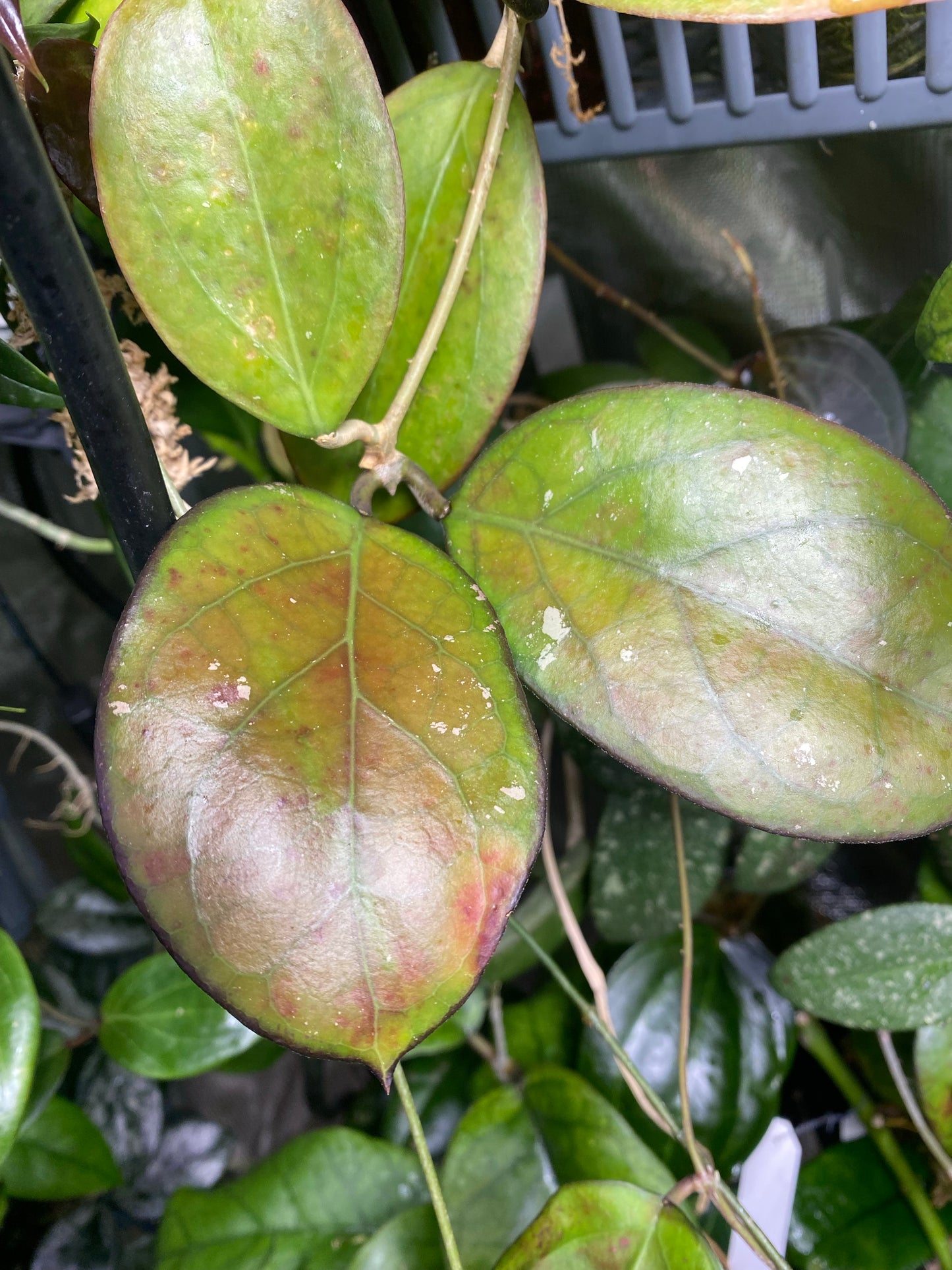 Hoya luckii - new hybrid - vitellina pink x unknown - Unrooted cutting 1 node