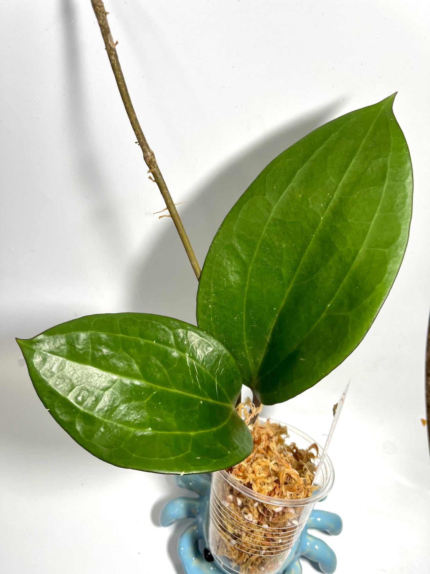 Hoya clandestina yellow - Unrooted