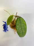 Hoya finlaysonii dark leaf - starting to root