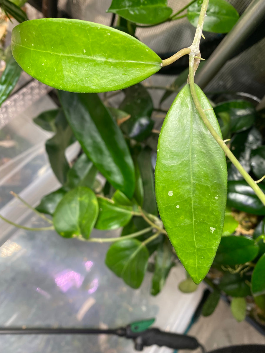 Hoya rhm 14-1 - Unrooted – Plants Wake You Up