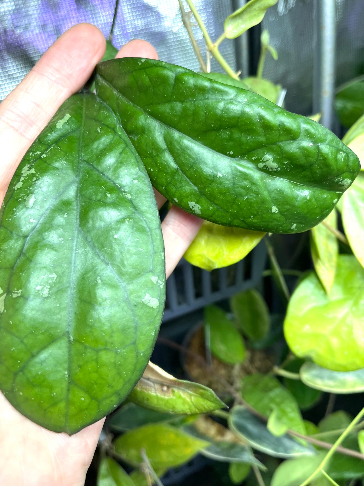 Hoya leoensis (viola x fuscomarginata) - 1 nodes / 2 leaf - unrooted