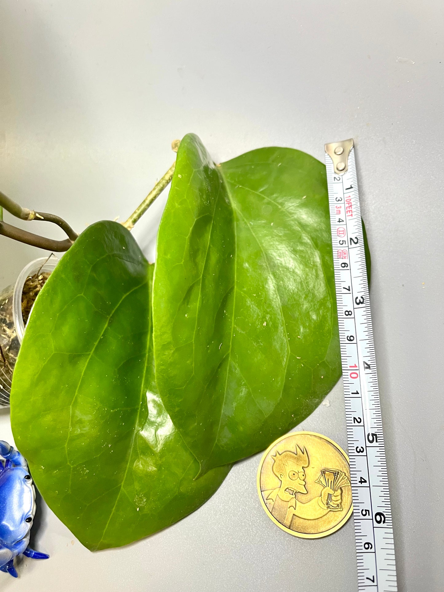 Hoya surigaoensis - active growth