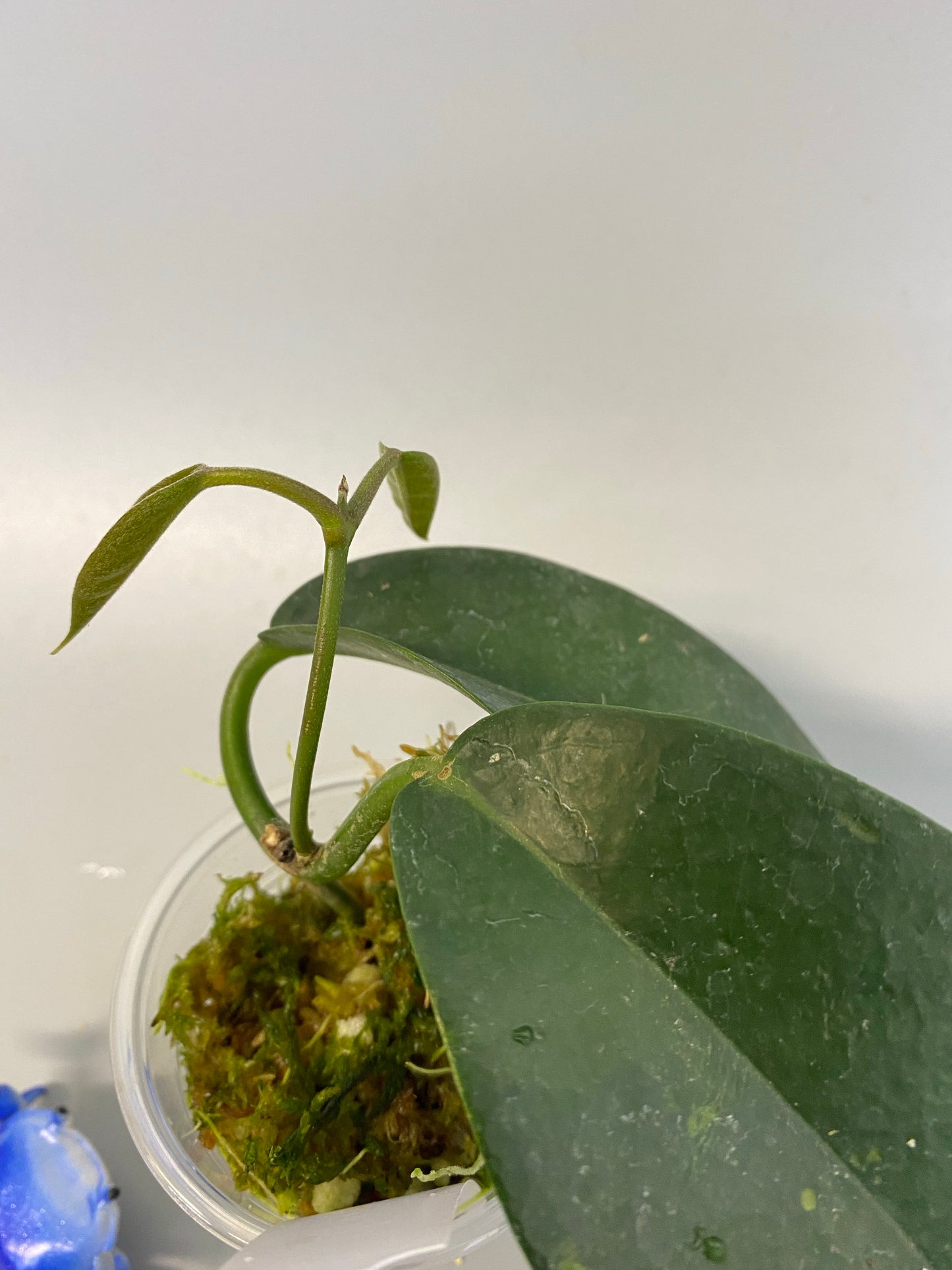 Hoya naumanii (australis x subcalva)