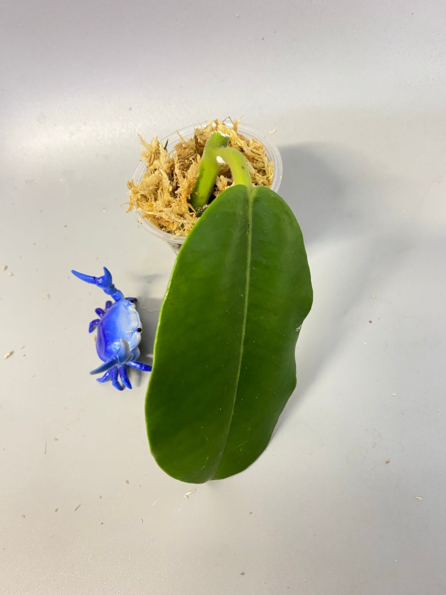 Hoya imperialis white - Unrooted