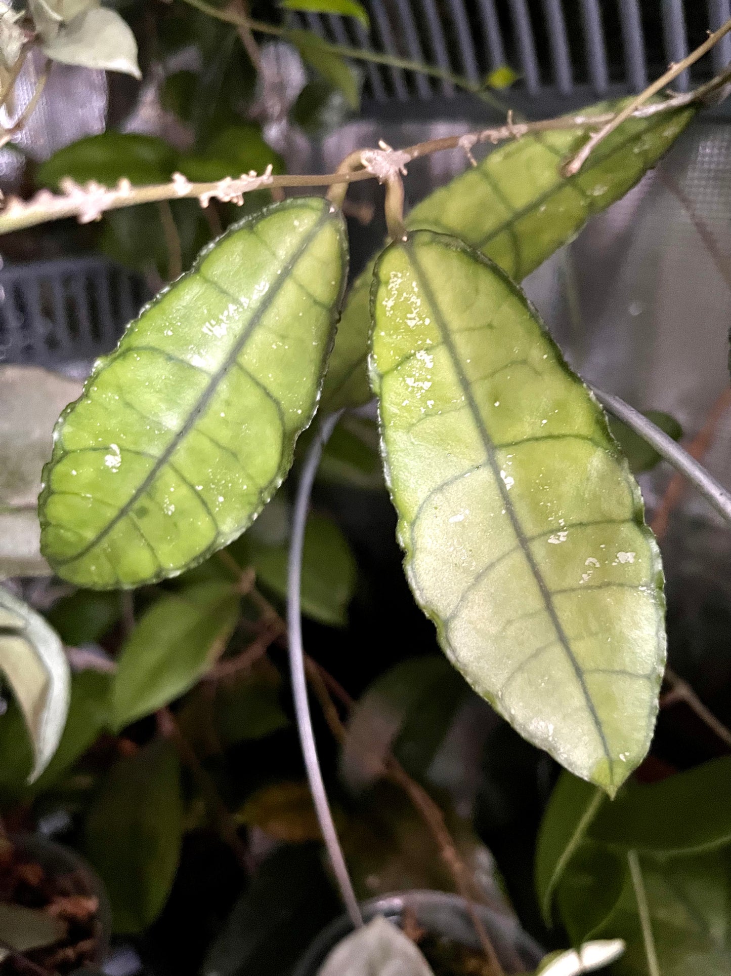 Hoya Nong nooch - Iml 1541 - fresh cutting - Unrooted