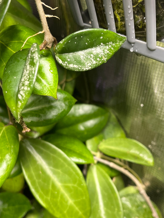 Hoya carnosa Wilbur graves NOID China - fresh cut 1 node