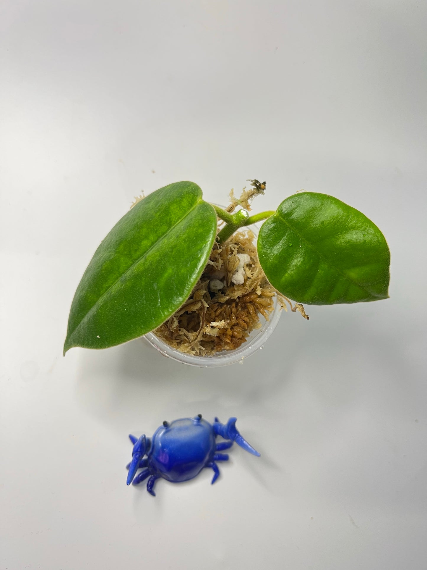 Hoya gigas - has large flowers - Unrooted