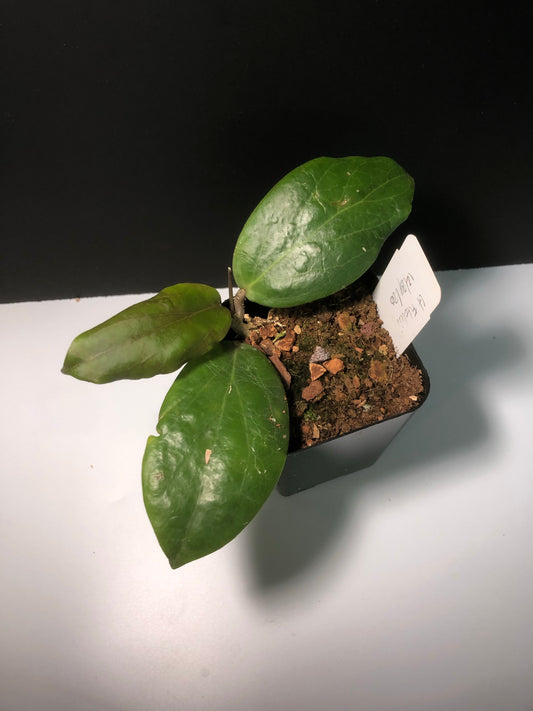 Hoya fitchii - yellow - starting to vine.