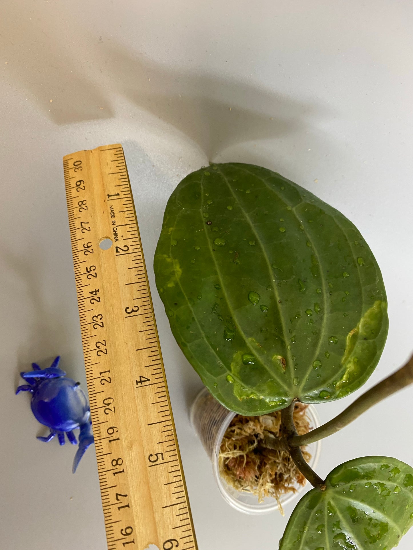 Hoya Latifolia - large leaf hoya - has some roots.