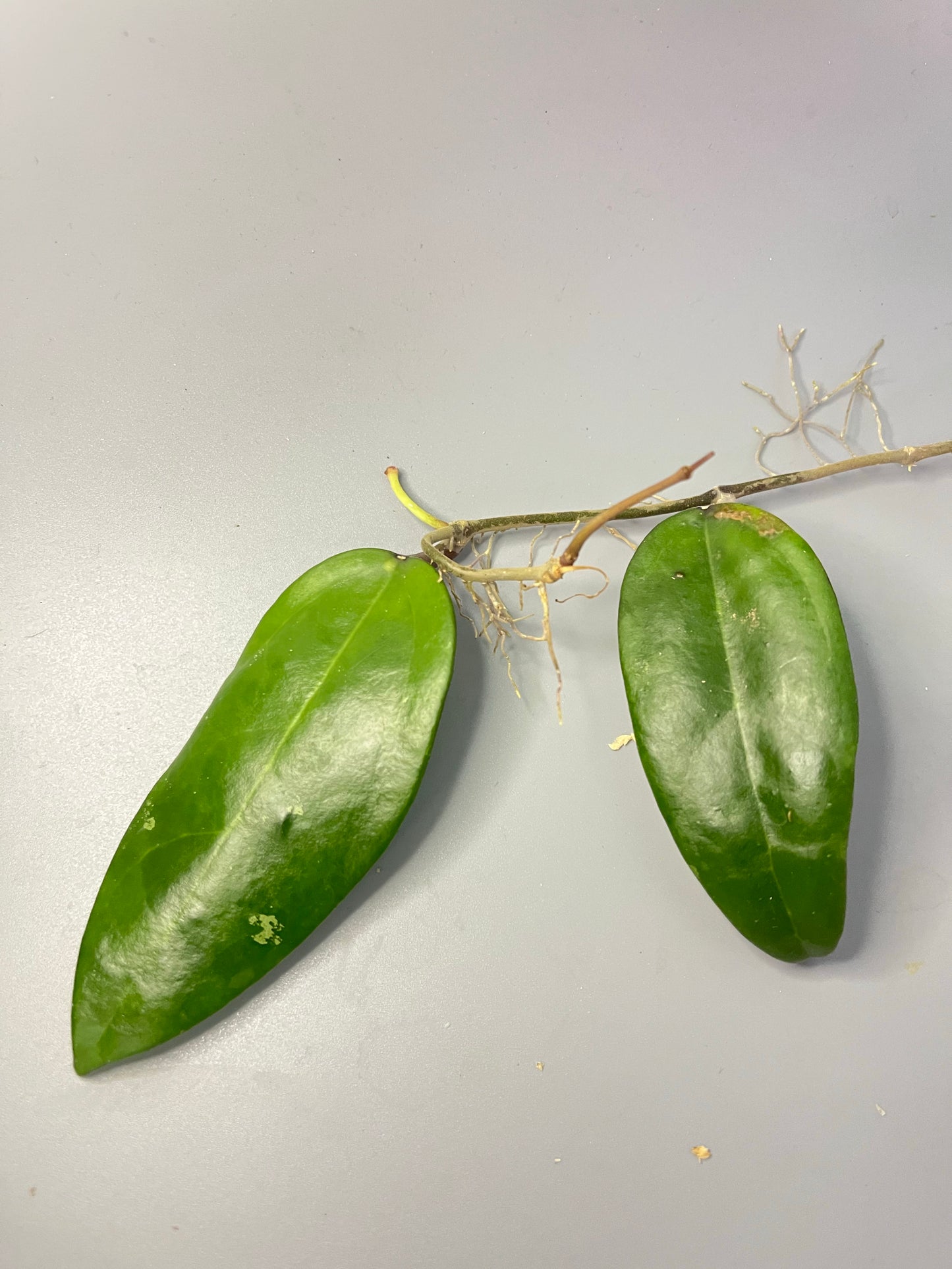 Hoya verticillata EPC spoon leaf - active growth