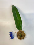 Hoya kaimuki (H macgillivrayi X H archboldiana) - unrooted