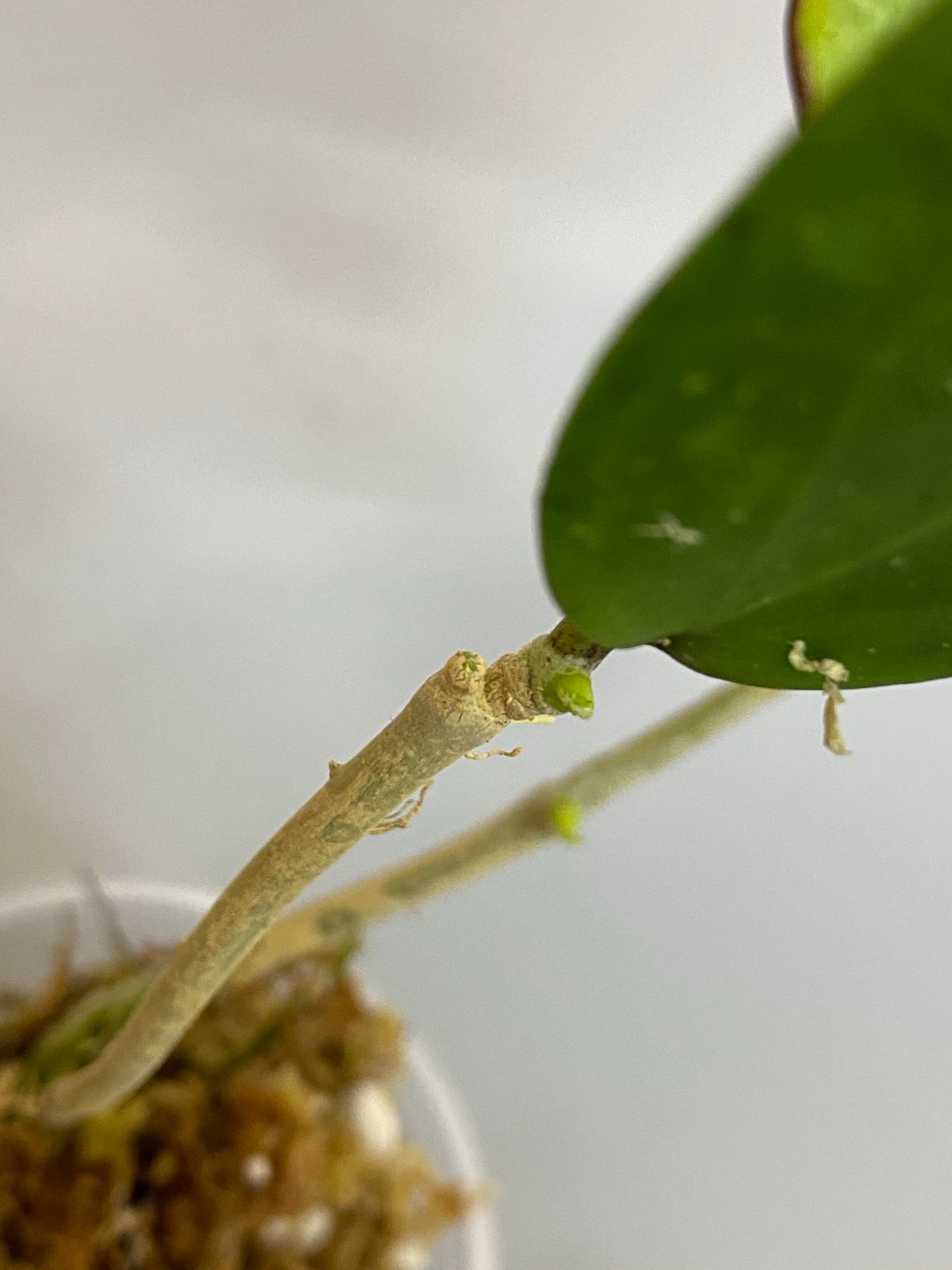 Hoya loyceandrewsiana  - dinner plate - active growth