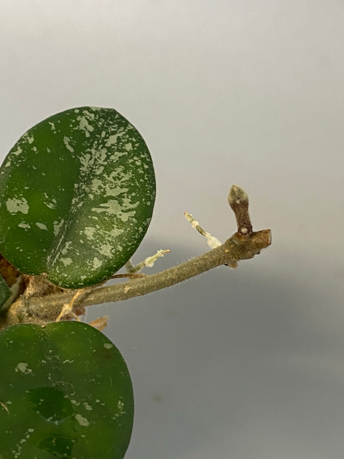 Hoya mathilde with splash and active growth