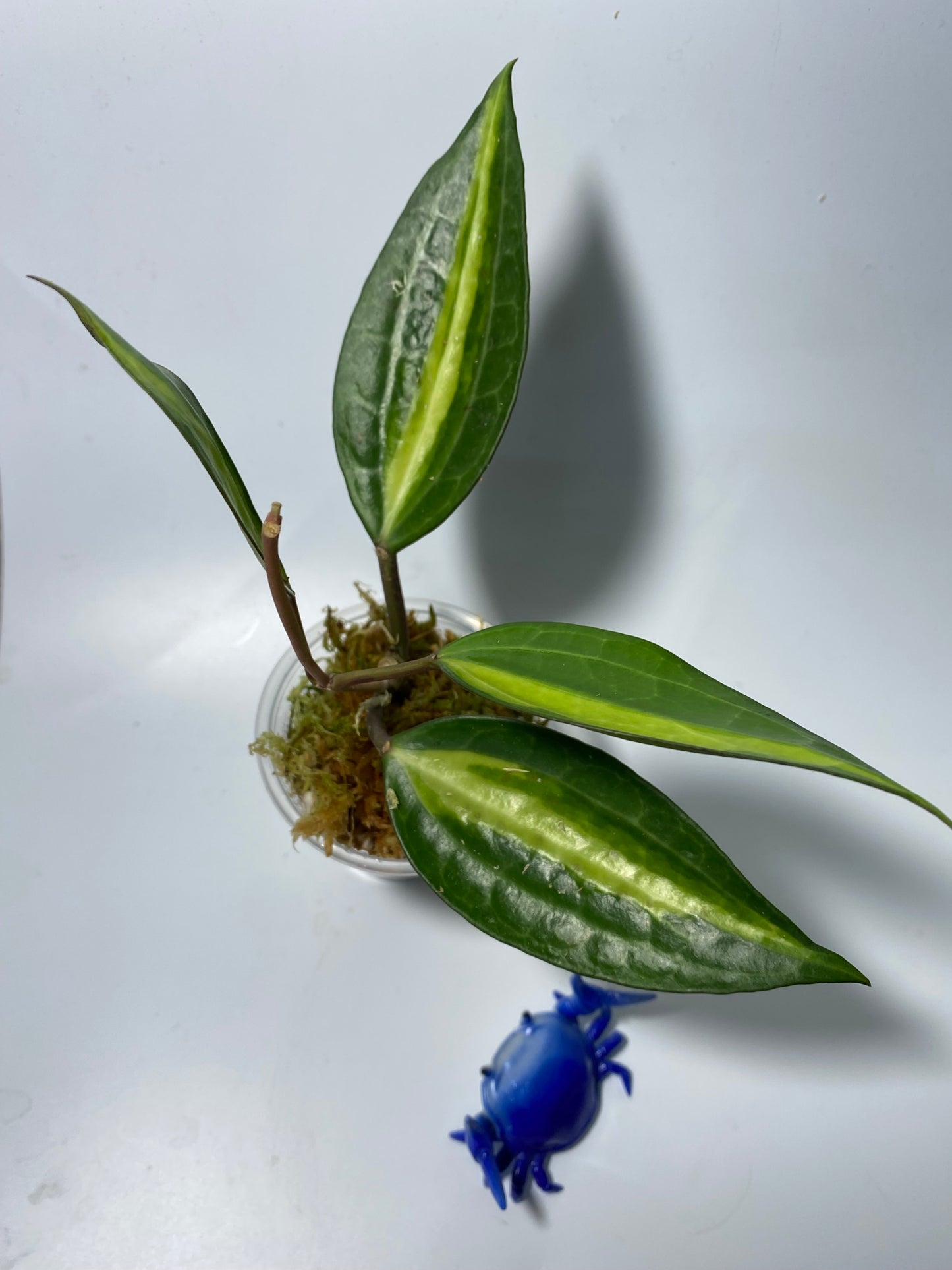 Hoya macrophylla pot of gold - has some roots