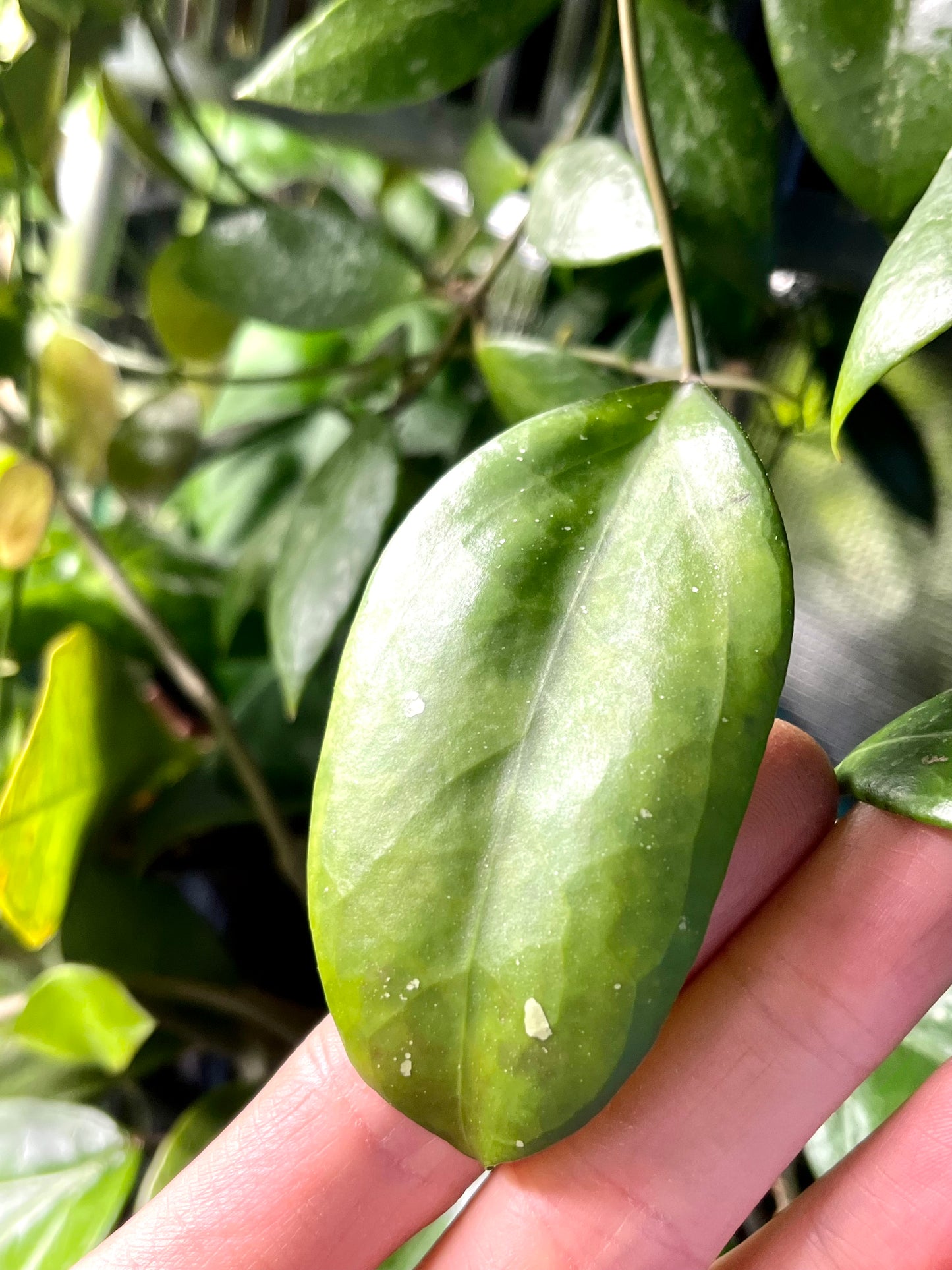 Hoya ‘perfection’ MB001 x ‘noelle’ - fresh cut 1 leaf / 1 node - unrooted