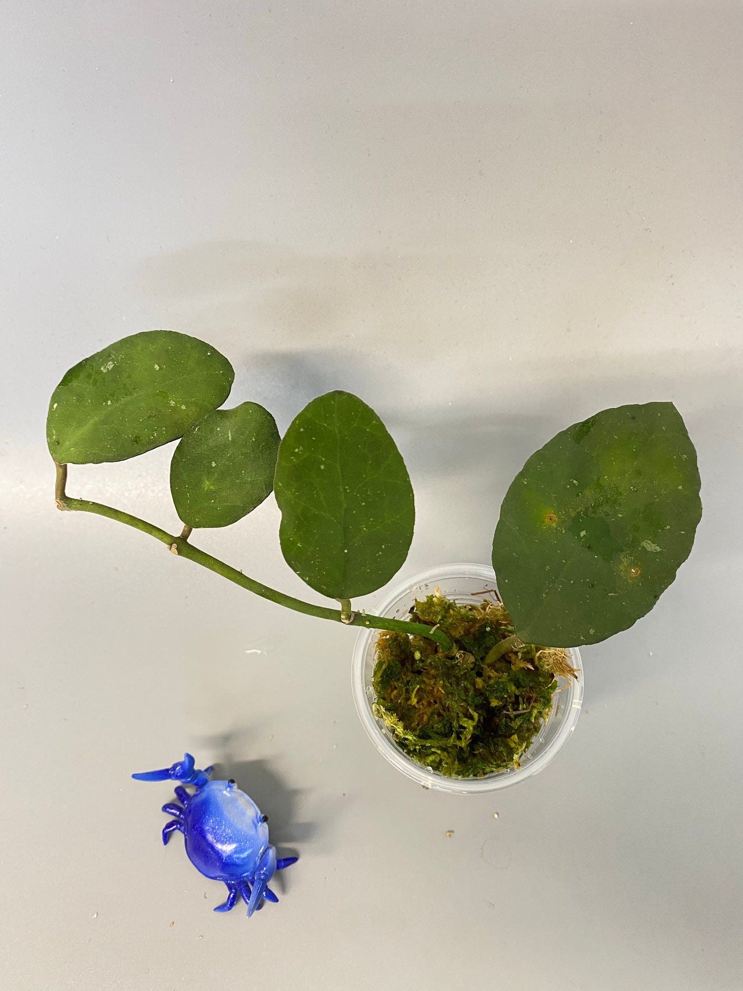 Hoya waymaniae round leaf - growth point emerging